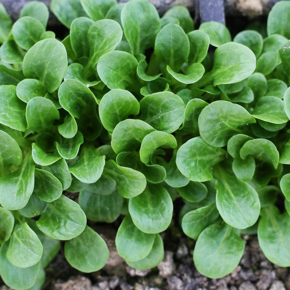 AllotMate Essentials RHS Corn Salad Medaillon Seeds, 500 Seeds
