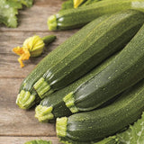 AllotMate Essentials RHS Courgette Defender F1 Seeds – 10 Seeds