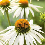 AllotMate Essentials RHS Echinacea White Swan 50 Seeds - White Coneflower