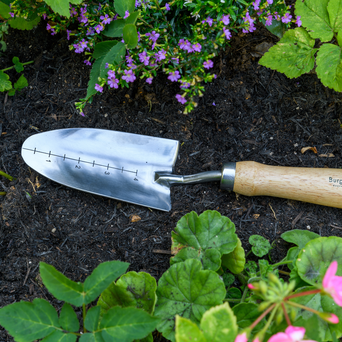 AllotMate Essentials RHS Endorsed Stainless Steel Transplanter by Burgon & Ball