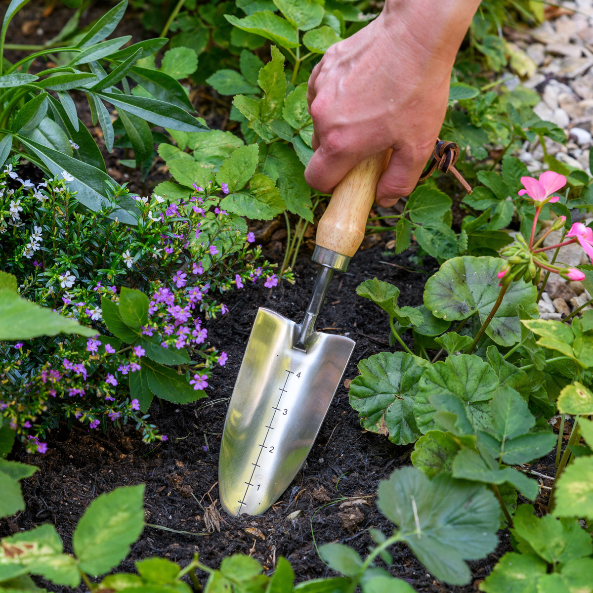AllotMate Essentials RHS Endorsed Stainless Steel Transplanter by Burgon & Ball