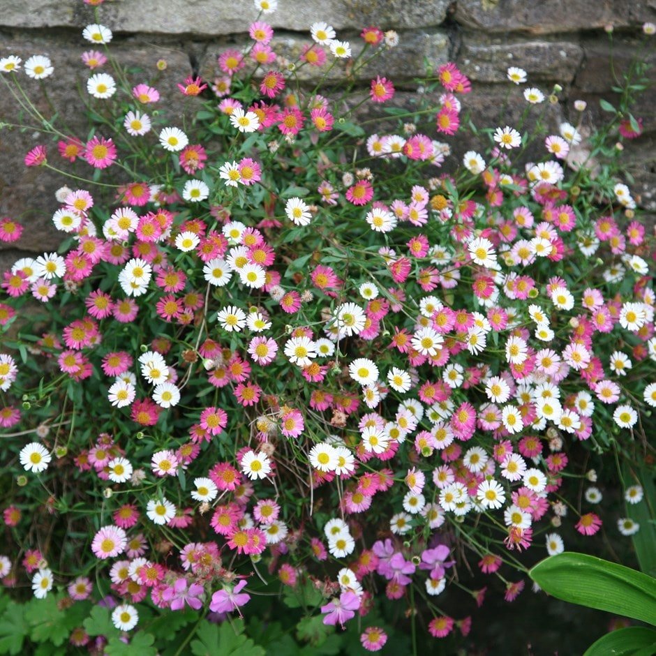 AllotMate Essentials RHS Erigeron Profusion 250 Seeds – Fleabane Daisy