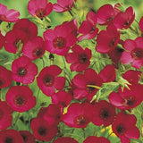 AllotMate Essentials RHS Scarlet Flax 500 Linum Seeds for Red Flowers