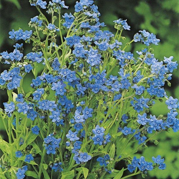 AllotMate Essentials RHS Forget-Me-Not Chinese Seeds – 300 Blue Flower Seeds