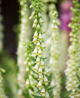 AllotMate Essentials RHS Foxglove Lutea 1000 Seeds, Hardy Perennial Yellow Digitalis