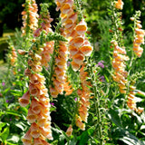 AllotMate Essentials RHS Foxglove Suttons Apricot Seeds, 2500 Seeds