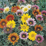 AllotMate Essentials RHS Gazania Talent Mixed Seeds, 25 Seeds