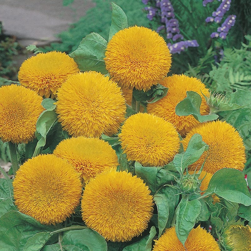 AllotMate Essentials RHS Sunflower Teddy Bear Seeds – 20 Seeds
