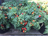 AllotMate Essentials RHS Vegetables for Containers Collection – 6 Varieties
