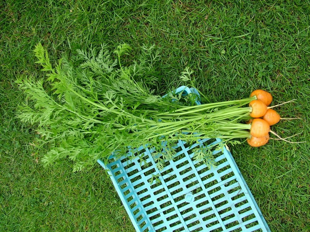 AllotMate Essentials RHS Vegetables for Containers Collection – 6 Varieties