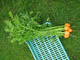 AllotMate Essentials RHS Vegetables for Containers Collection – 6 Varieties