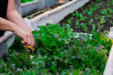 AllotMate Essentials RHS Vegetables for Containers Collection – 6 Varieties