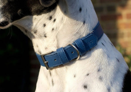 Ralph & Co Royal Blue Leather Dog Collar