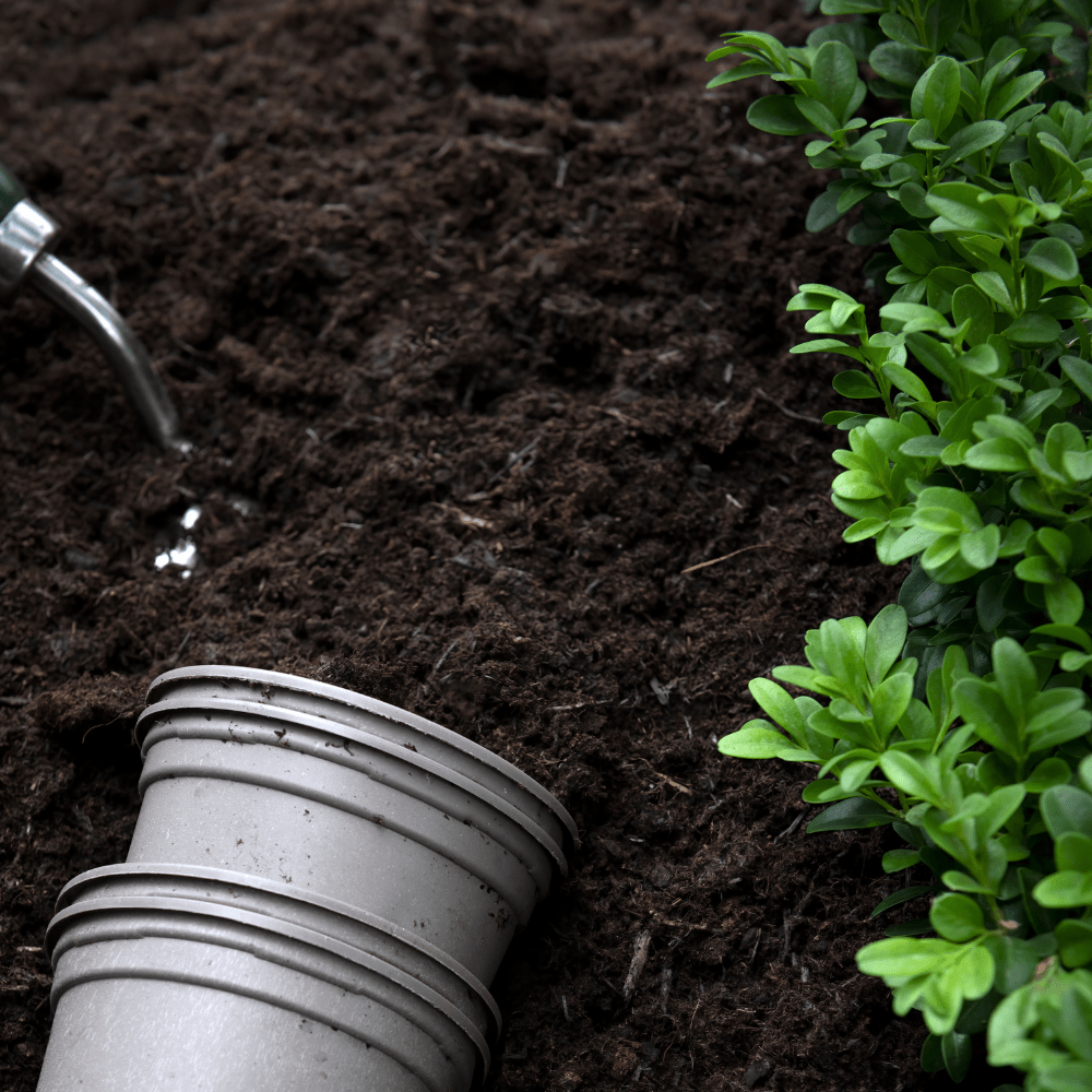 Dandy’s Multi‑Purpose Welsh Compost