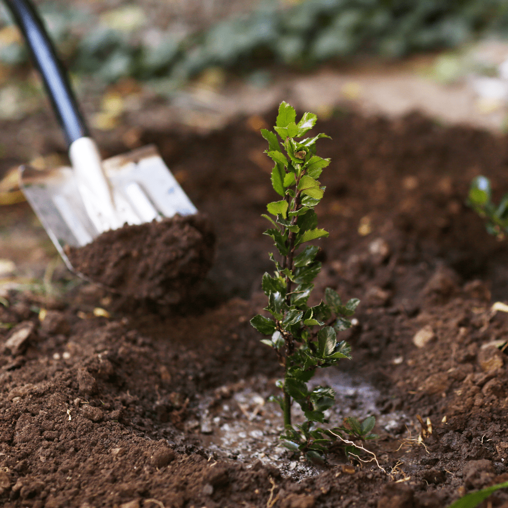 Dandy’s RootMax Tree Planting Soil
