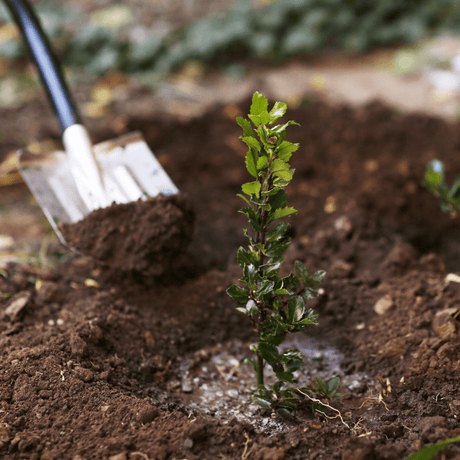 Dandy’s RootMax Tree Planting Soil