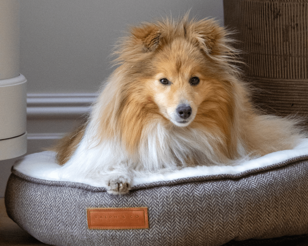 Ralph & Co Lincoln Luxury Donut Dog Bed