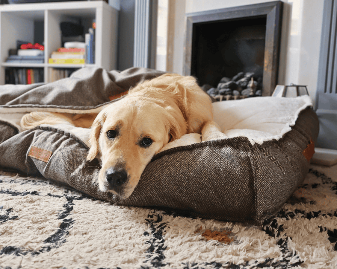 Ralph & Co Lincoln Luxury Pillow Dog Bed