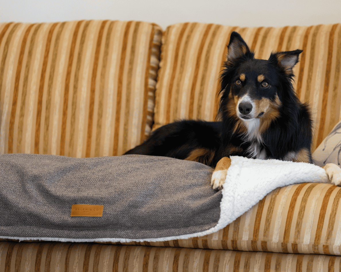 Ralph & Co Lincoln Luxury Pillow Dog Bed