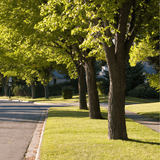 Dandy's Urban Tree Planting Soil