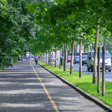 Dandy's Urban Tree Planting Soil