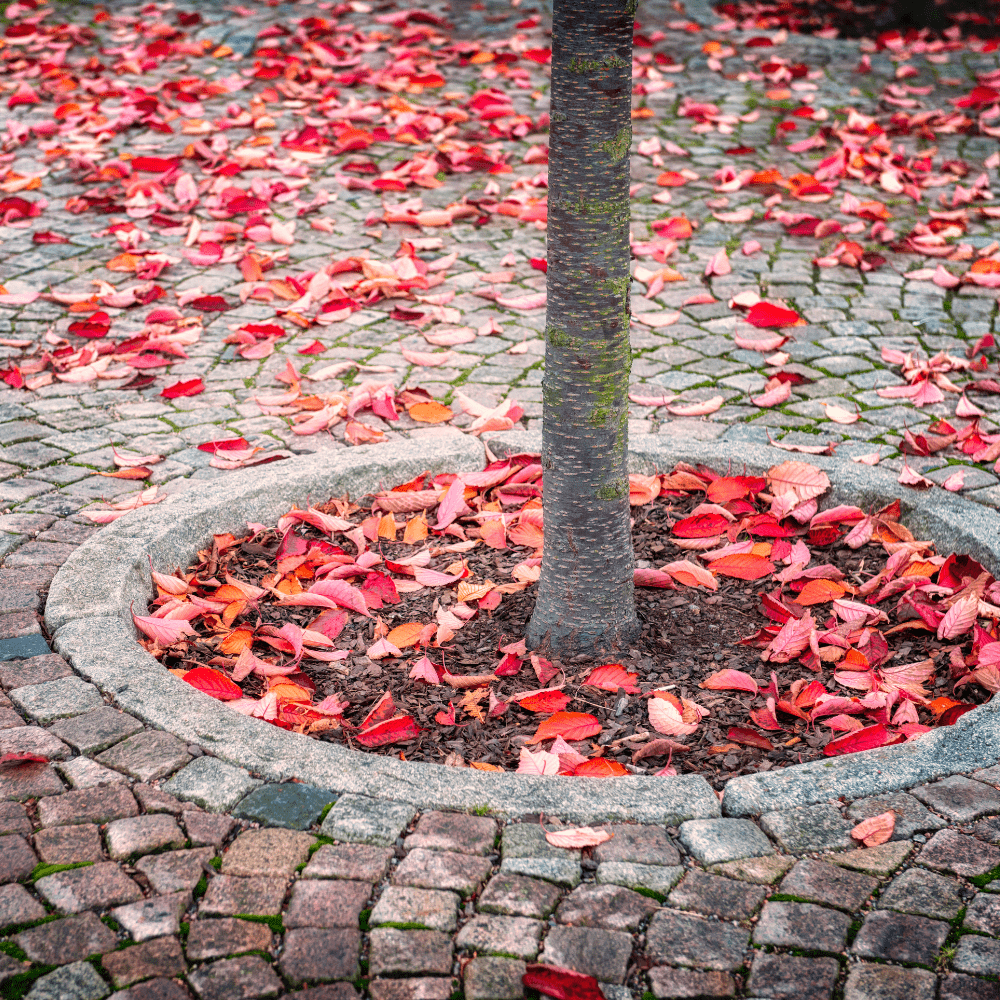 Dandy's Urban Tree Planting Soil