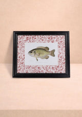Casa by Josephine Jenno Fish IV Framed Print