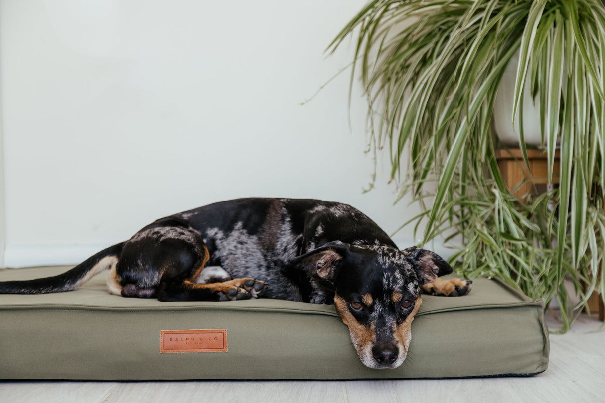 Ralph & Co Henley Waterproof Memory Foam Dog Bed