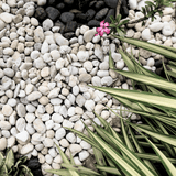 Dandy's White Pebbles 20–40mm Bulk Bag