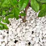 Dandy's White Pebbles 20–40mm Bulk Bag