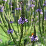 Dandy's Wild Flower Seed Mix - 100% Wild Flower