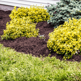 Dandy’s WinterMix Compost Garden Mulch