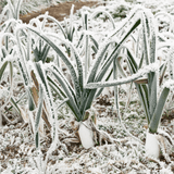Dandy’s WinterMix Compost Garden Mulch