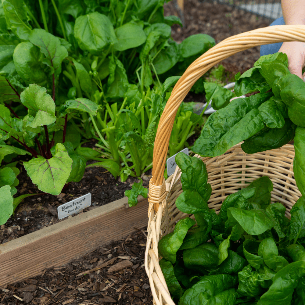 Dandy’s WinterMix Compost Garden Mulch