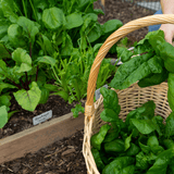 Dandy’s WinterMix Compost Garden Mulch