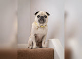 Ralph & Co Yellow Leather Dog Collar