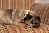 Ralph & Co Yellow Leather Dog Collar