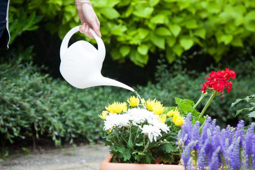 Image - Whitefurze Indoor Watering Can, 1.5L, Fuchsia