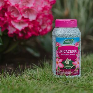 Image - Westland Gro-Sure Ericaceous Plant Food Granules 900g